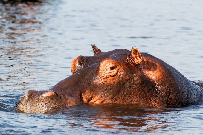 portrait of Hippo Hippopotamus Hippopotamus. Chobe National Park, Botswana. True wildlife photography